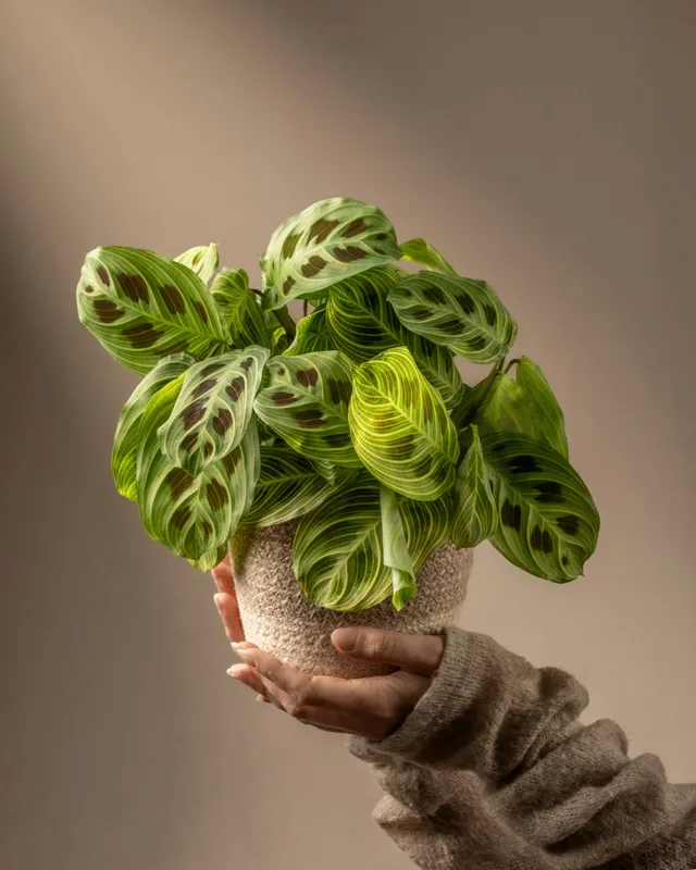 feey-variado-maranta-light-veins-zimmerpflanze-ohne-bertopf image 1