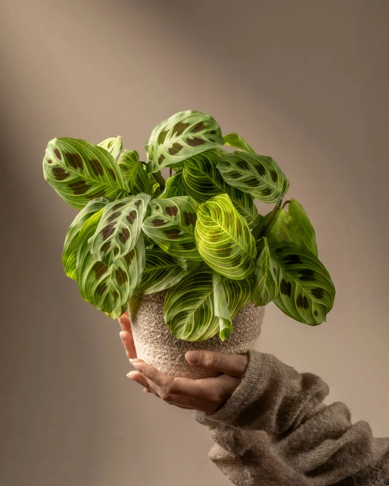 feey-variado-maranta-light-veins-zimmerpflanze-ohne-bertopf image 1