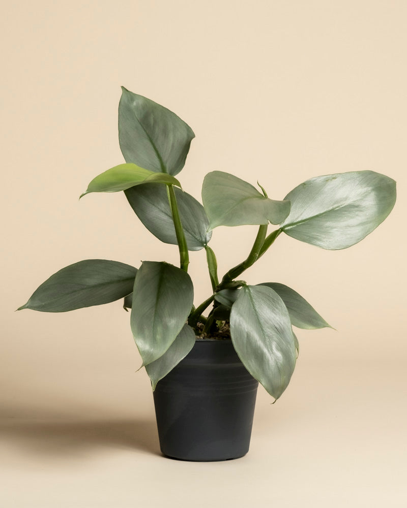 feey-variado-philodendron-hastatum-silver-sword-zimmerpflanze image 3