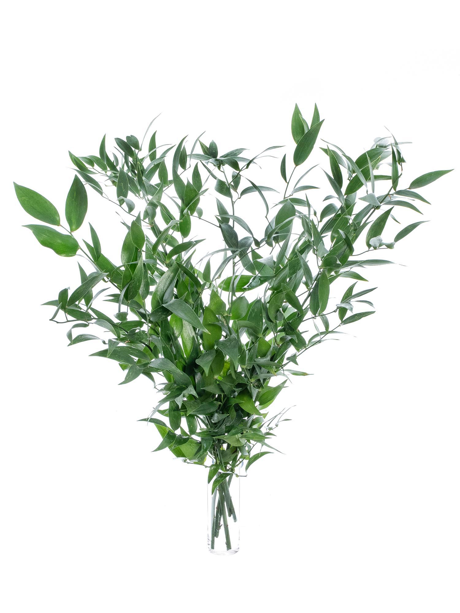 blumigo-italian-ruscus-bindegr-n-gr-n-schnittgr-n image 3