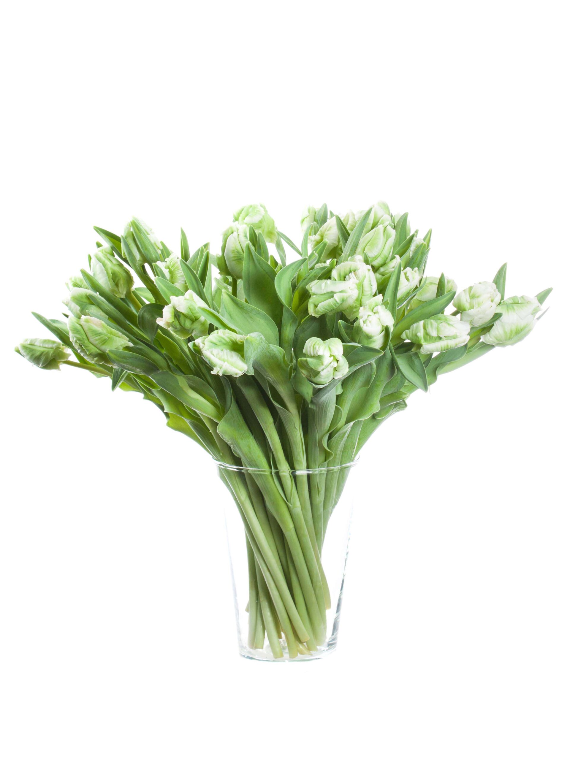 blumigo-tulpen-papagei-super-parrot-schnittblumen-wei-gr-n image 2