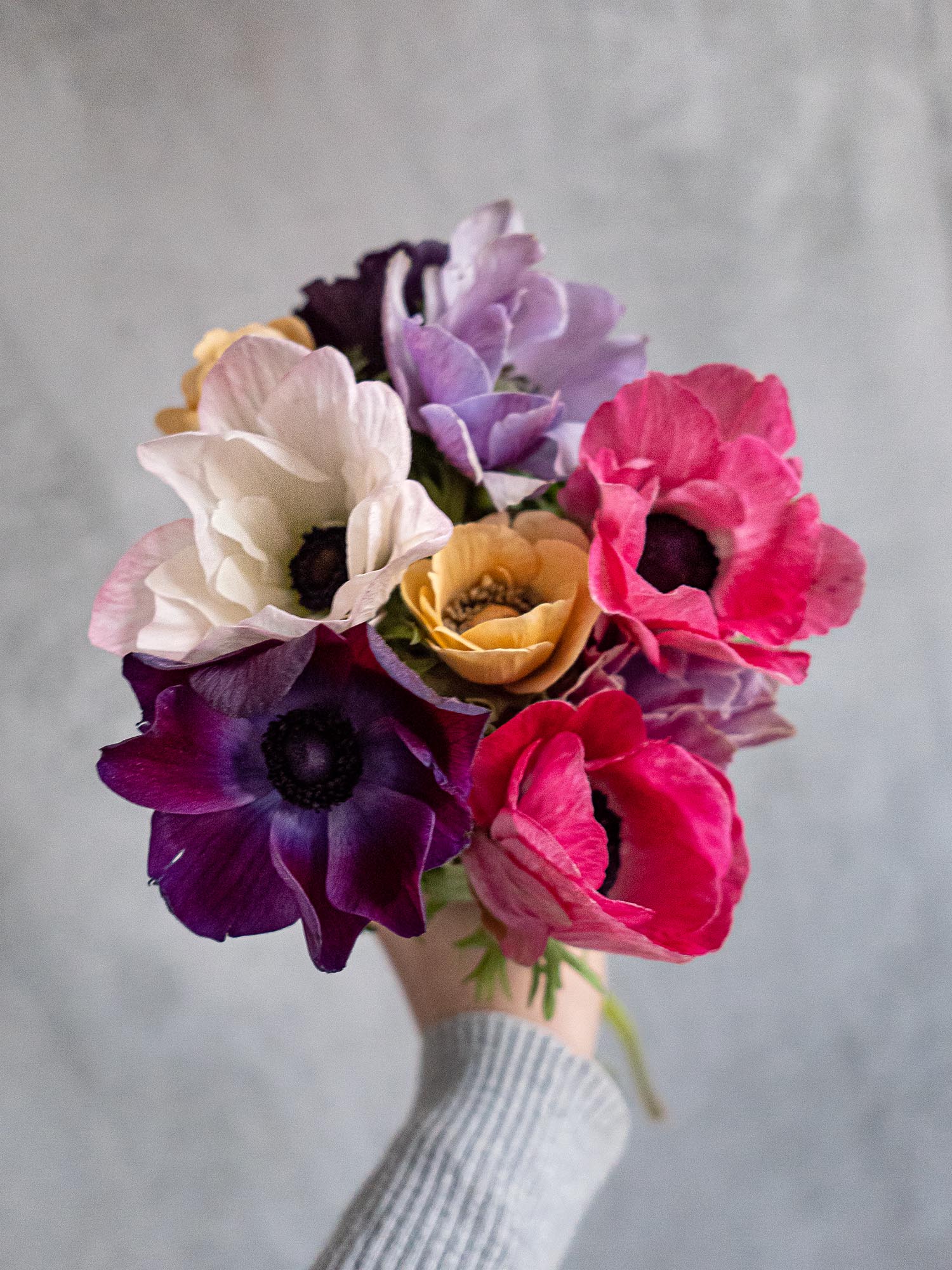 blumigo-anemonen-bunte-mischung-schnittblumen-frisch image 6