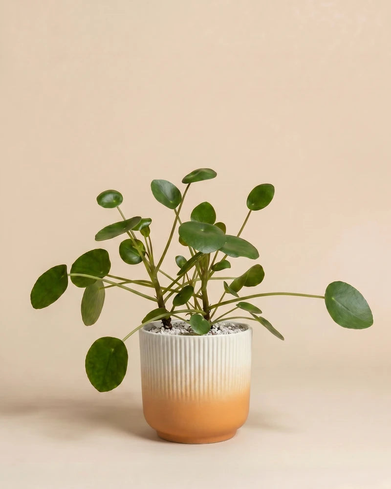 feey-variado-ufopflanze-pilea-zimmerpflanze-klein-ohne-bertopf image 7