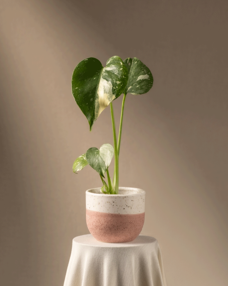 feey-variado-monstera-thai-constellation-babypflanze-panaschiert-ohne-bertopf image 5