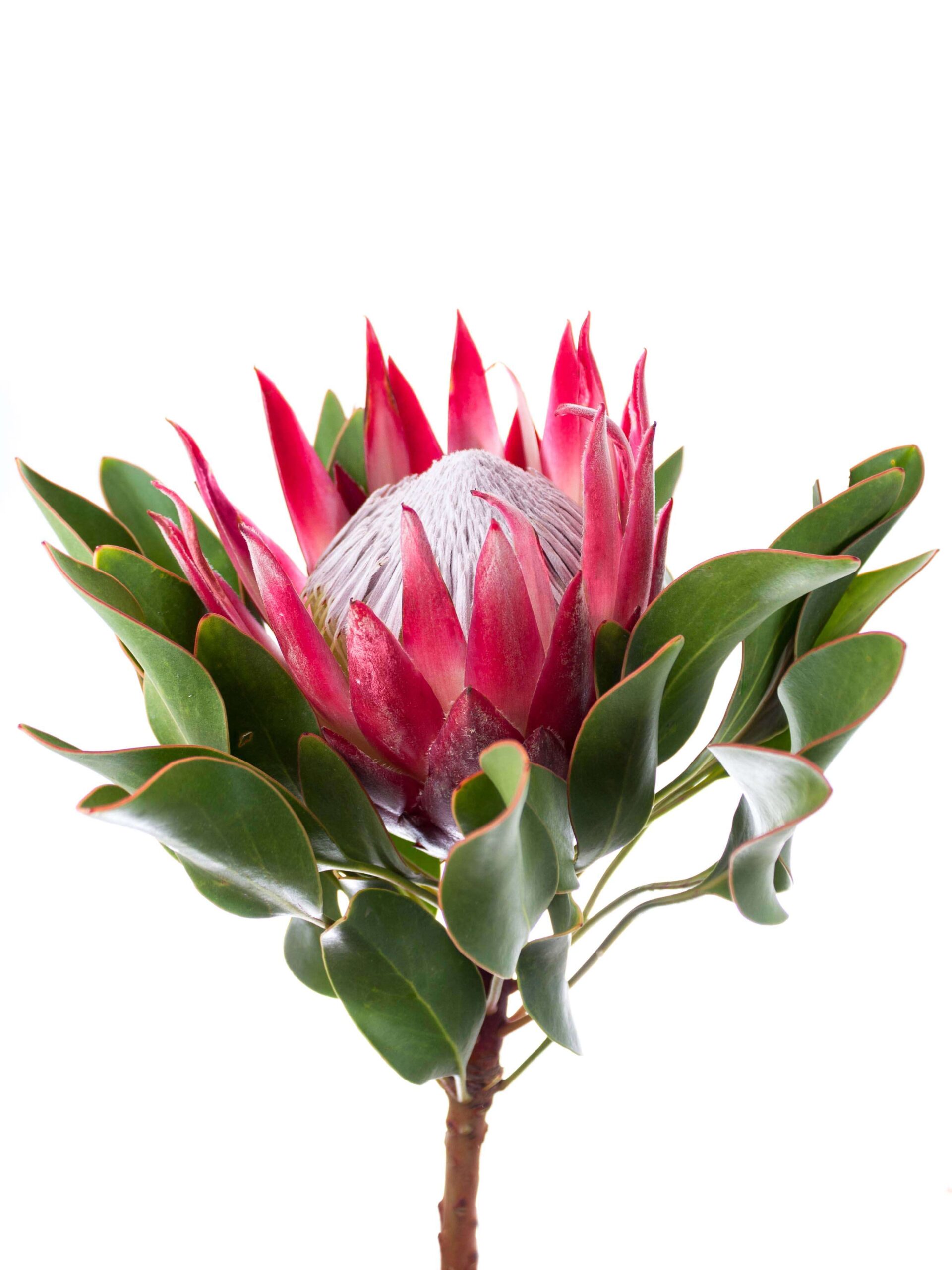 blumigo-proteen-k-nigsprotea-madiba-schnittblume-korall-pink image 2