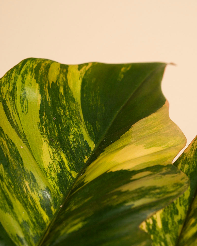 feey-variado-philodendron-caramel-marble-pflanze-ohne-topf image 8