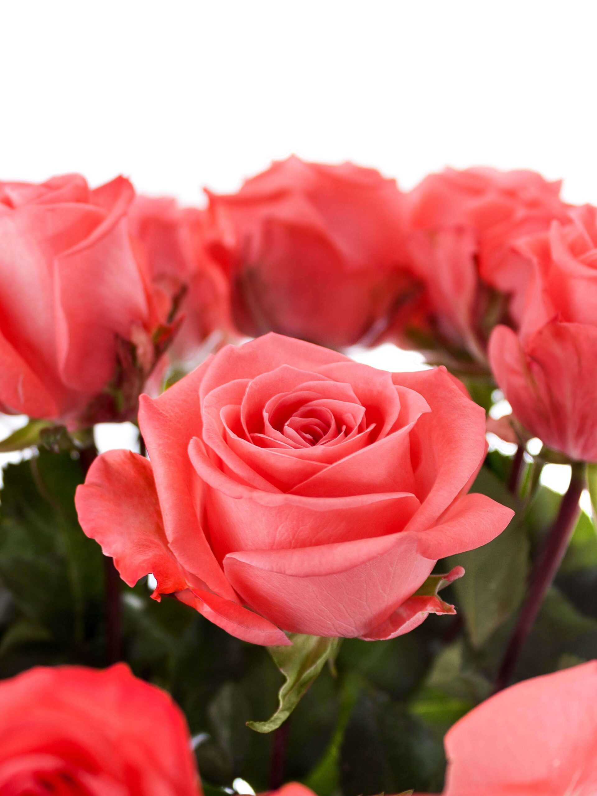 blumigo-rosen-sankara-rose-korall image 1