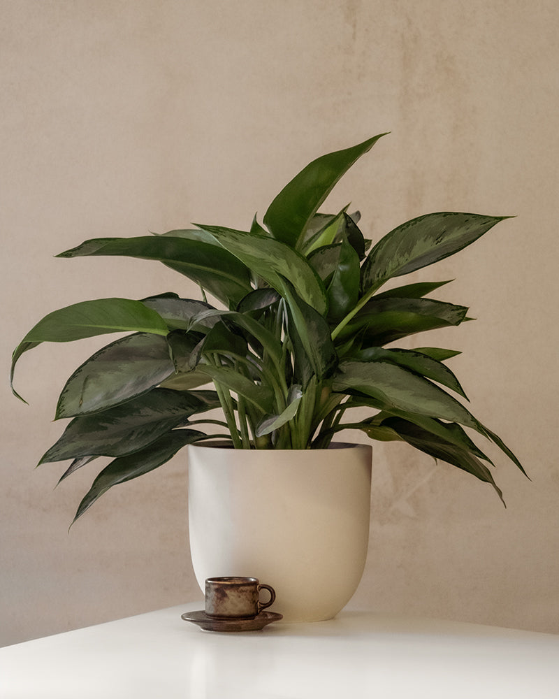 feey-variado-aglaonema-silverado-50-60-cm-ohne-bertopf image 4