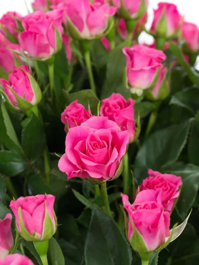 blumigo-rosen-lianne-verzweigt-schnittrose-pink image 1