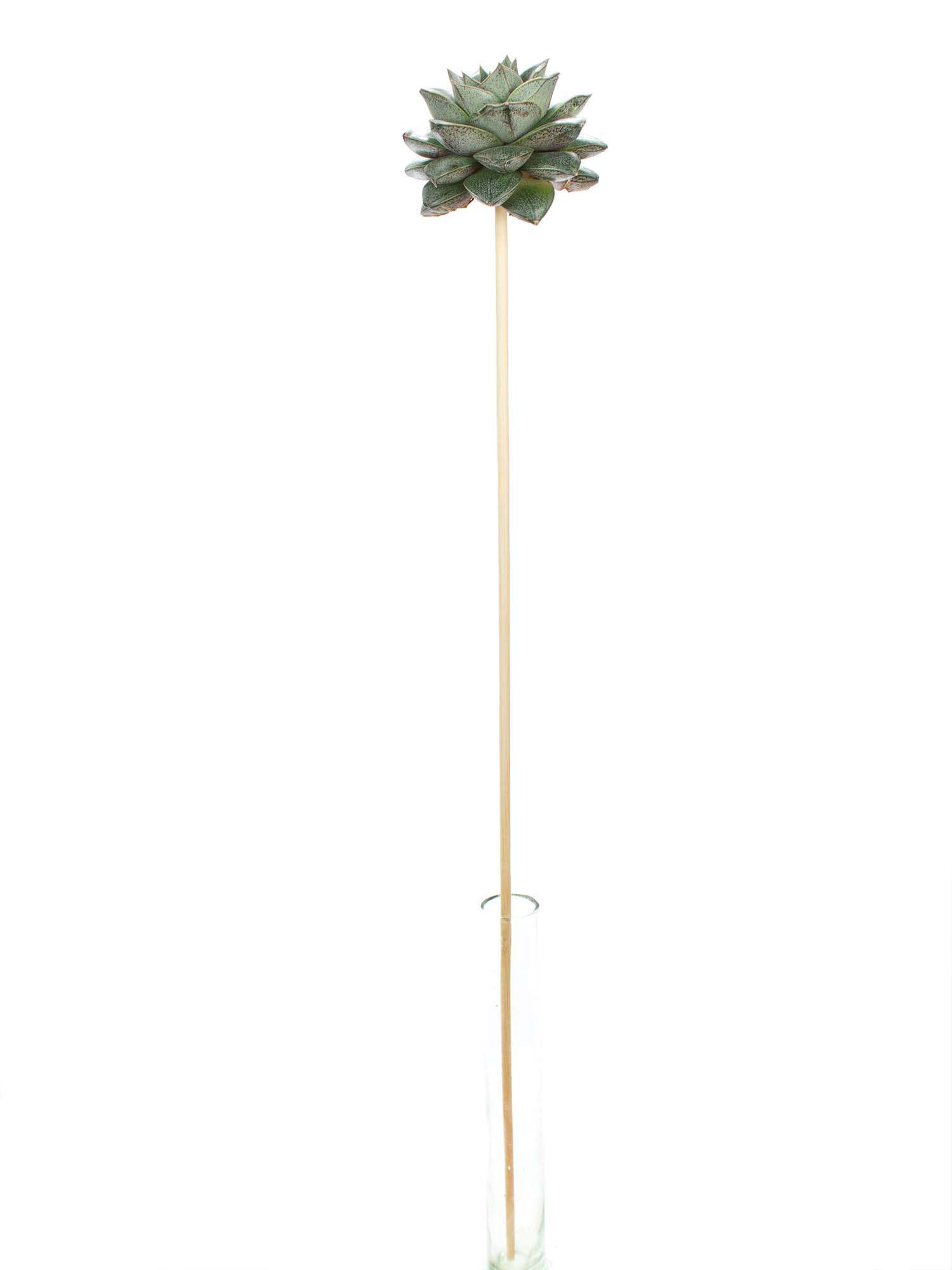 blumigo-blattwerk-und-bindegr-n-echeverien-mit-stab-dunkelgr-n image 2