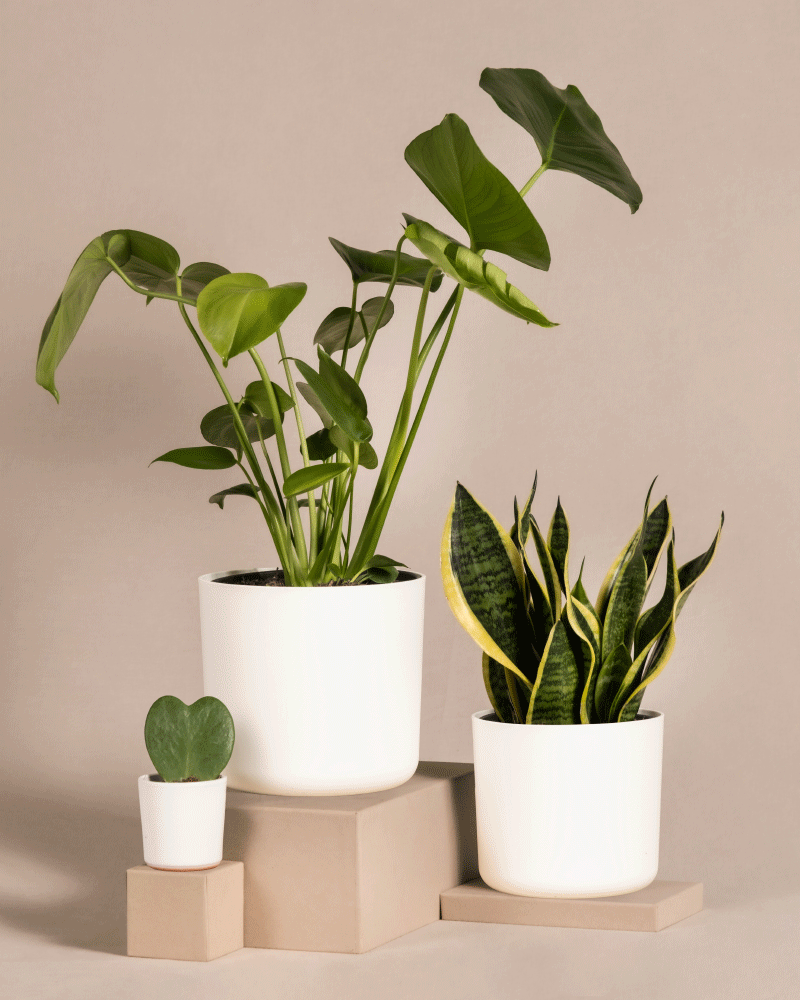 feey-bestseller-trio-pflanzenset-monstera-sansevieria-hoya-3tlg image 7