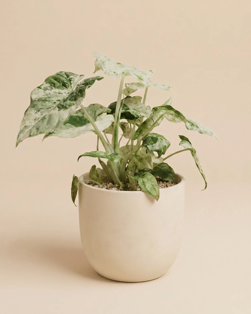 feey-alocasia-macrorrhiza-splash-elefantenohr image 6
