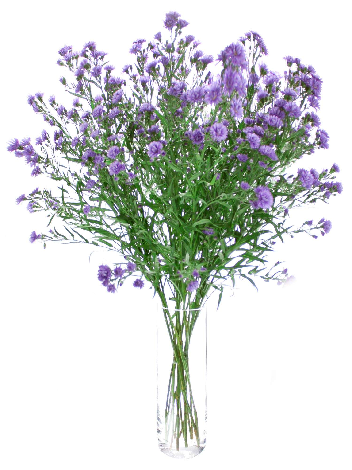 blumigo-blattwerk-septemberkraut-bindegr-n-violett-1-bund image 2