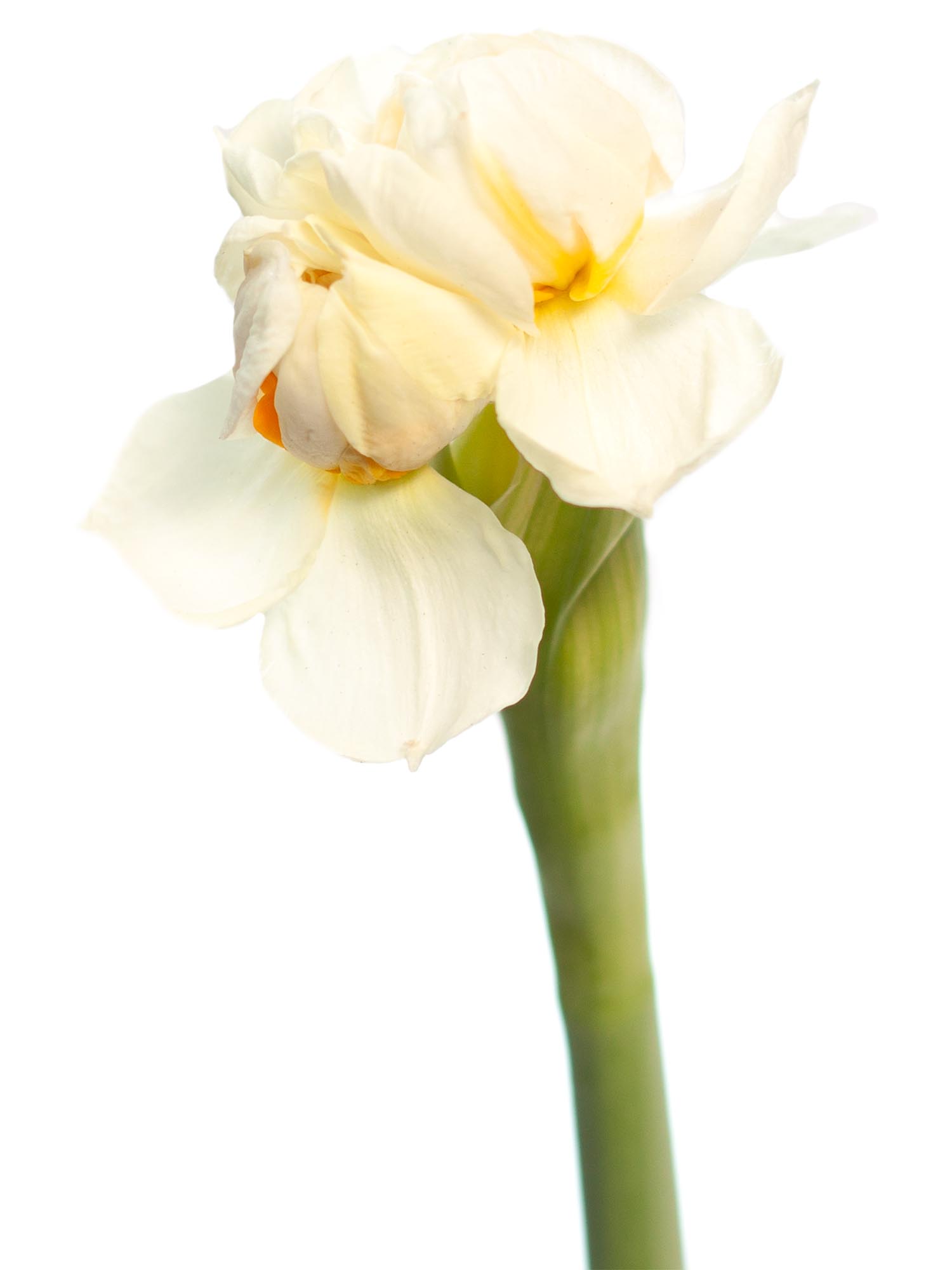 blumigo-fr-hlingsknollen-narzissen-bridal-crown-wei-gelb image 2