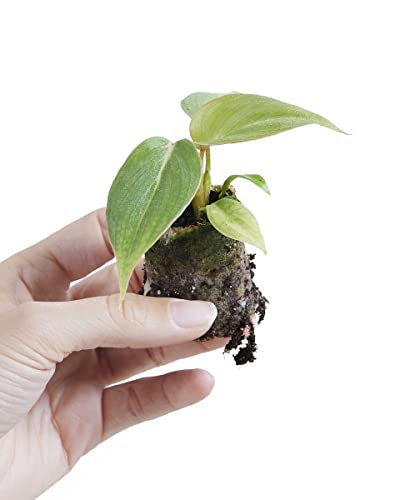 plnts-babyplnts-philodendron-gloriosum-dark-form-baby-10cm image 7