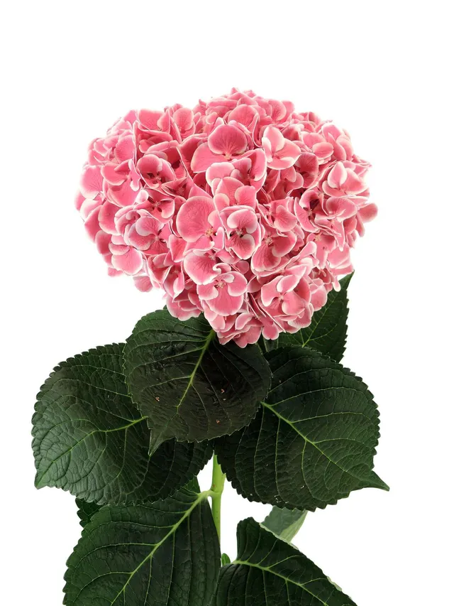 blumigo-hortensie-magical-red-harlekijn-rosa-wei-stiel image 1