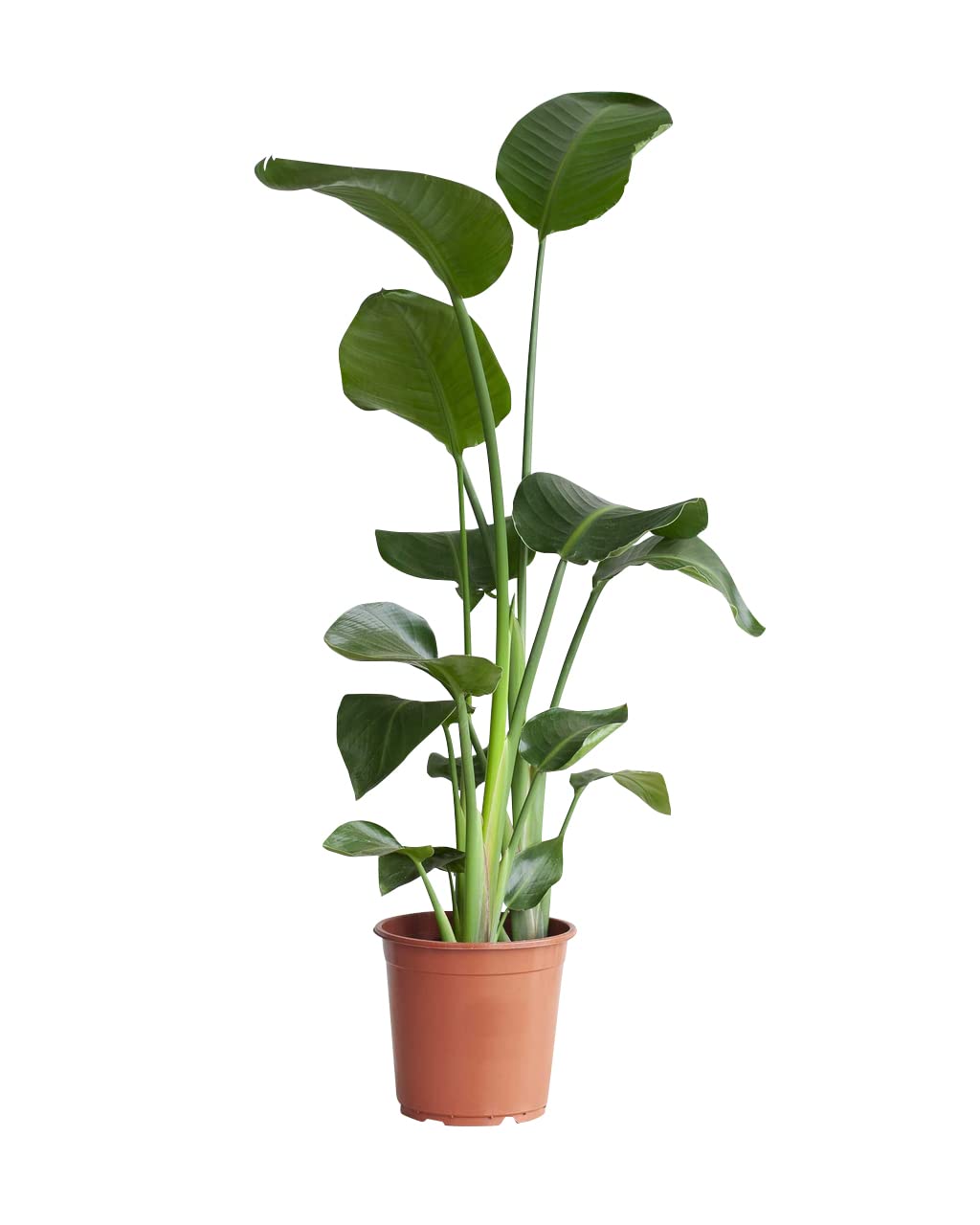 plnts-strelitzia-nicolai-zimmerpflanze-21cm-topf-85cm-gro-e-bl-tter image 1