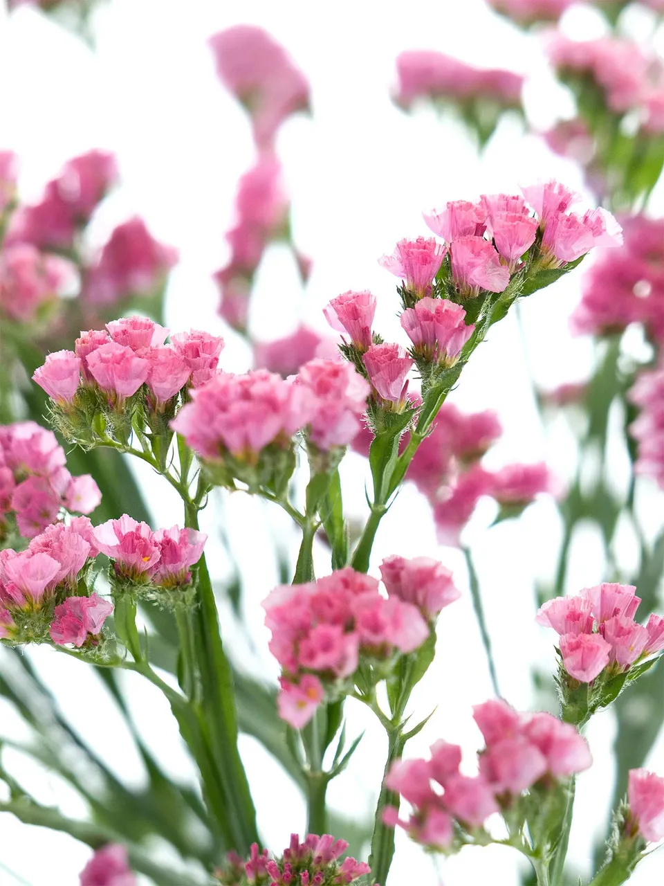 blumigo-limonium-coral-wings-schnittblume-coral-pink image 1
