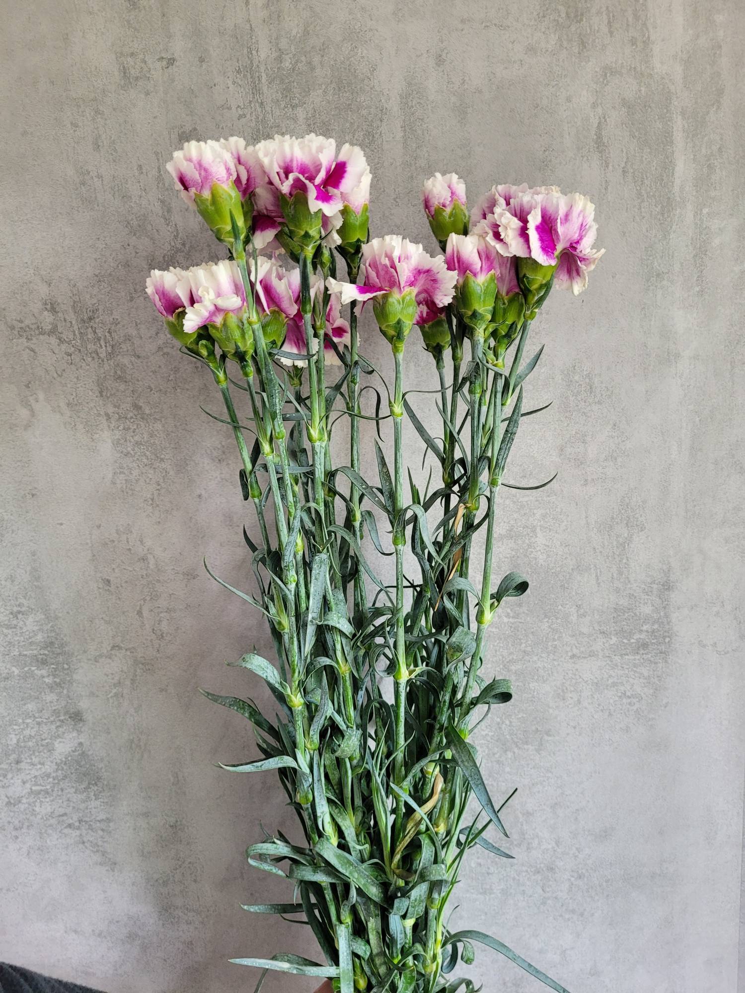 blumigo-hilton-cerise-white-edelnelke-wei-pink image 2
