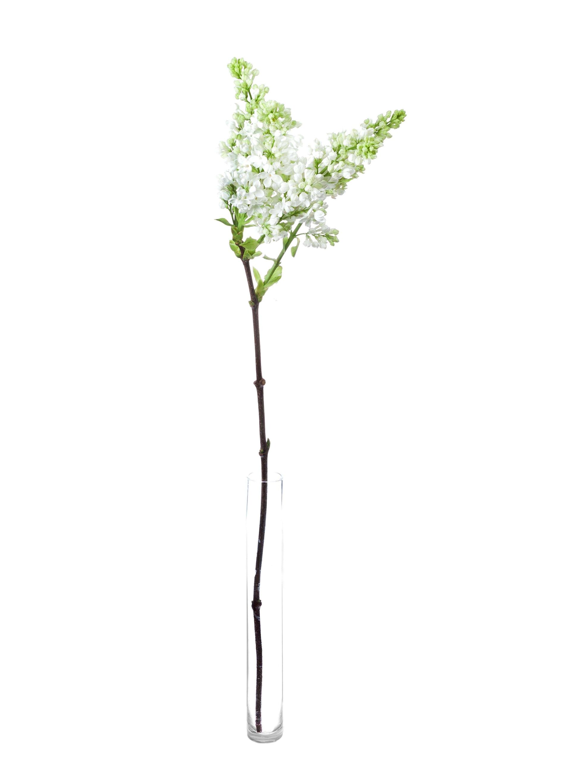 blumigo-zweige-flieder-florent-stepman-wei-schnittblume image 3