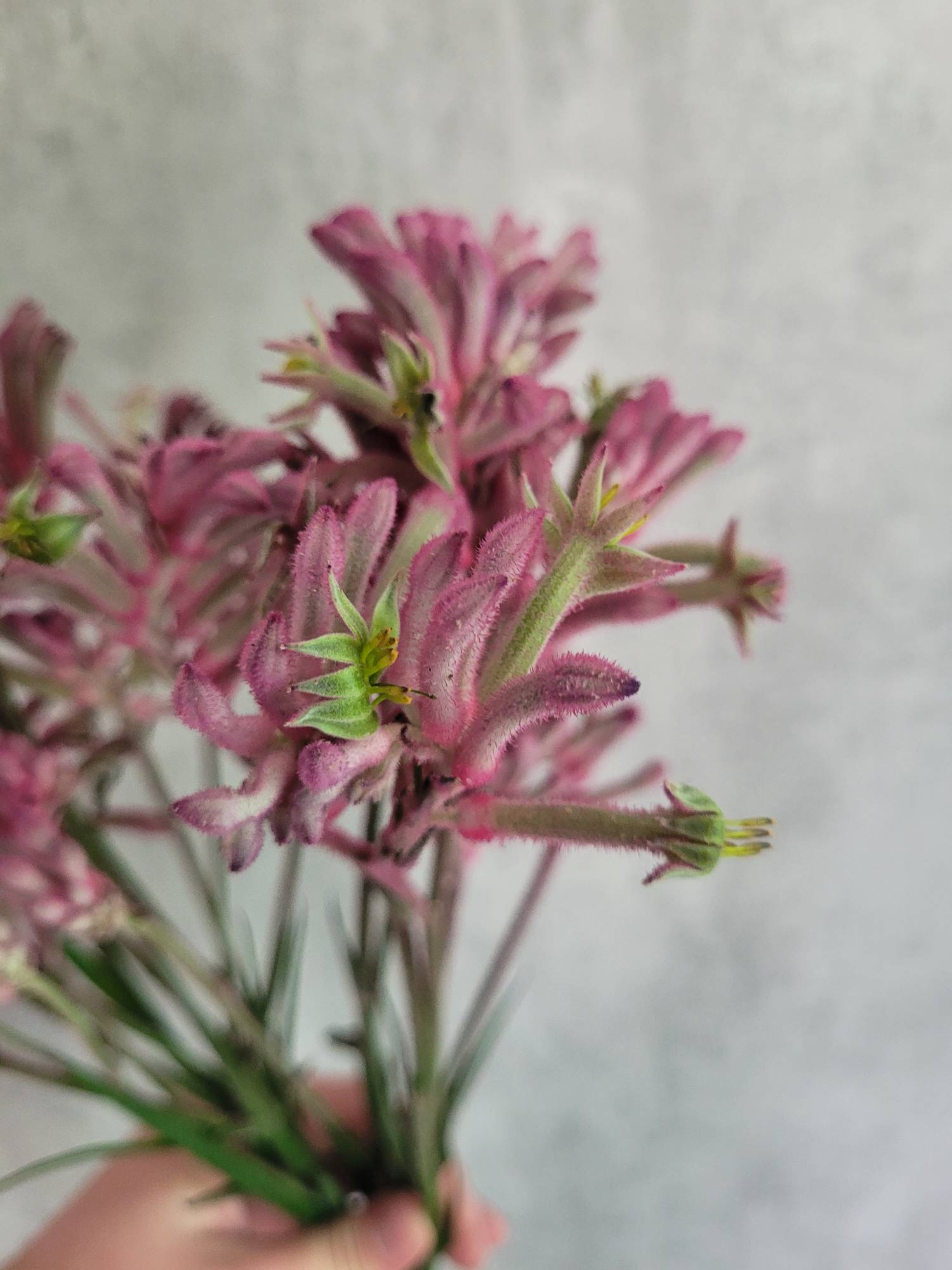blumigo-anigozanthos-blush-pearl-k-ngurupfote-pink image 2