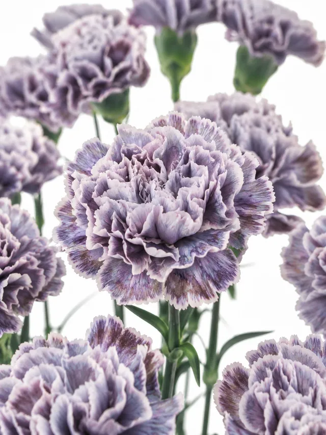 blumigo-edelnelken-violetta-blume-violett-wei-einzeln image 1