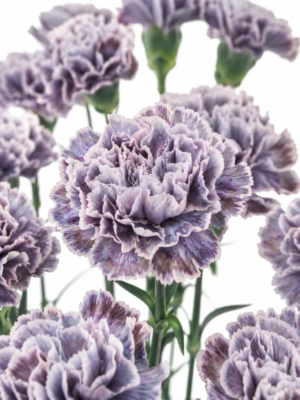 blumigo-edelnelken-violetta-blume-violett-wei-einzeln image 1