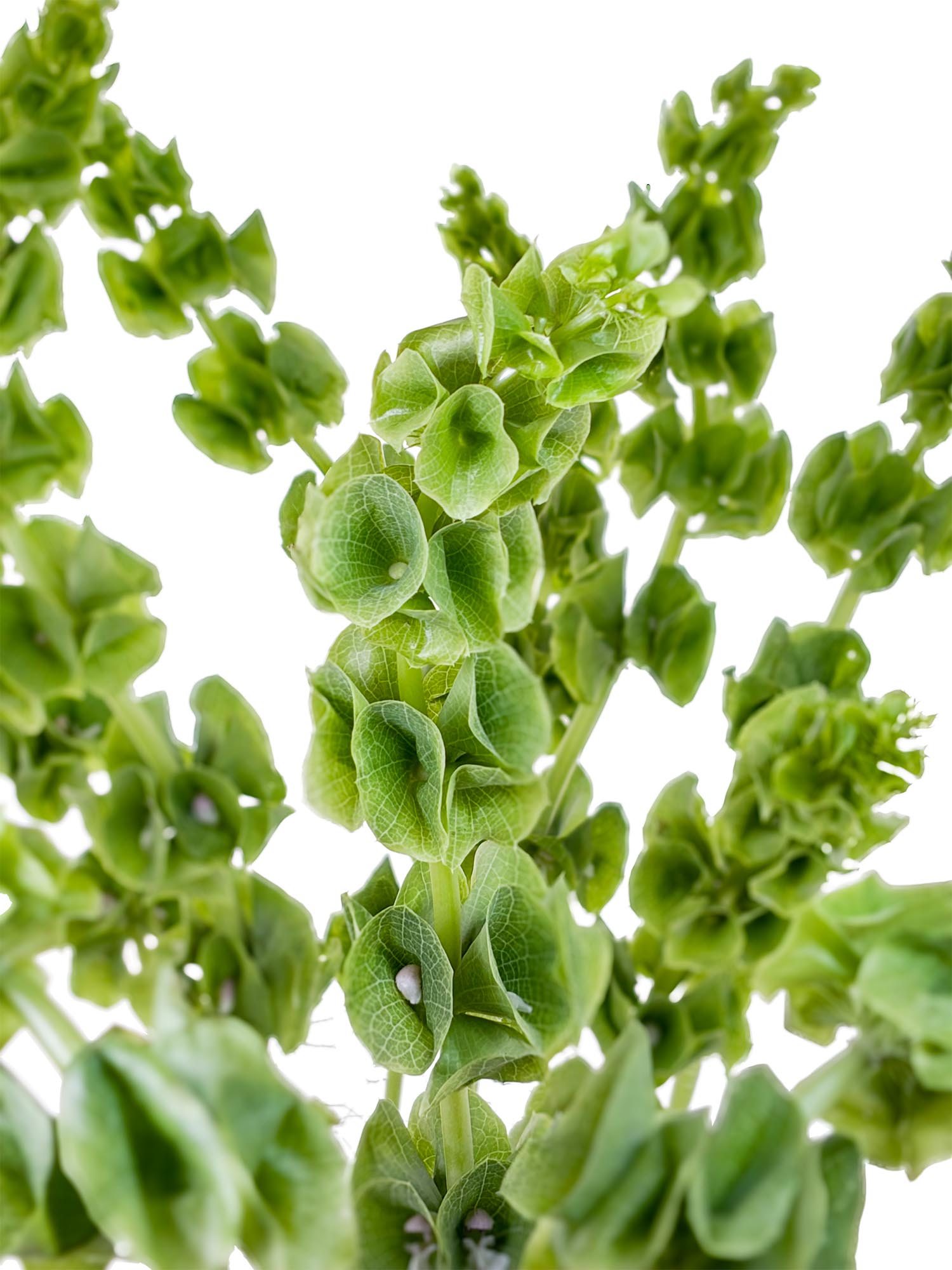 blumigo-moluccella-muschelblumen-schnittgr-n-gr-n image 3