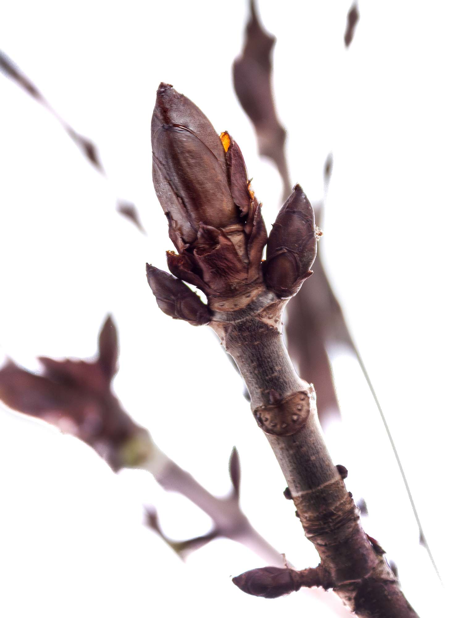 blumigo-kastanienzweige-zweige-natur-f-r-vase-deko image 1