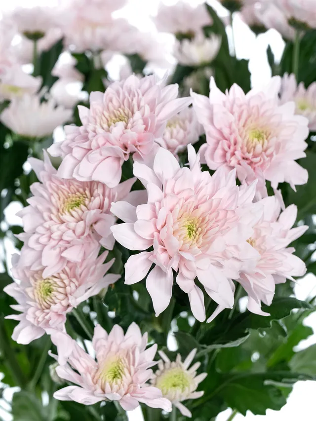 blumigo-chrysanthemen-pastela-pink-hellrosa-verzweigt image 1