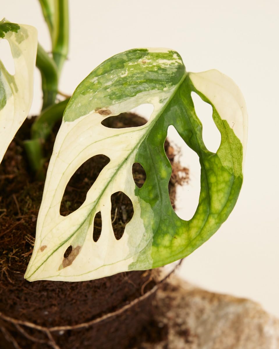 plnts-rareplnts-monstera-adansonii-variegated-zimmerpflanze-25cm image 2
