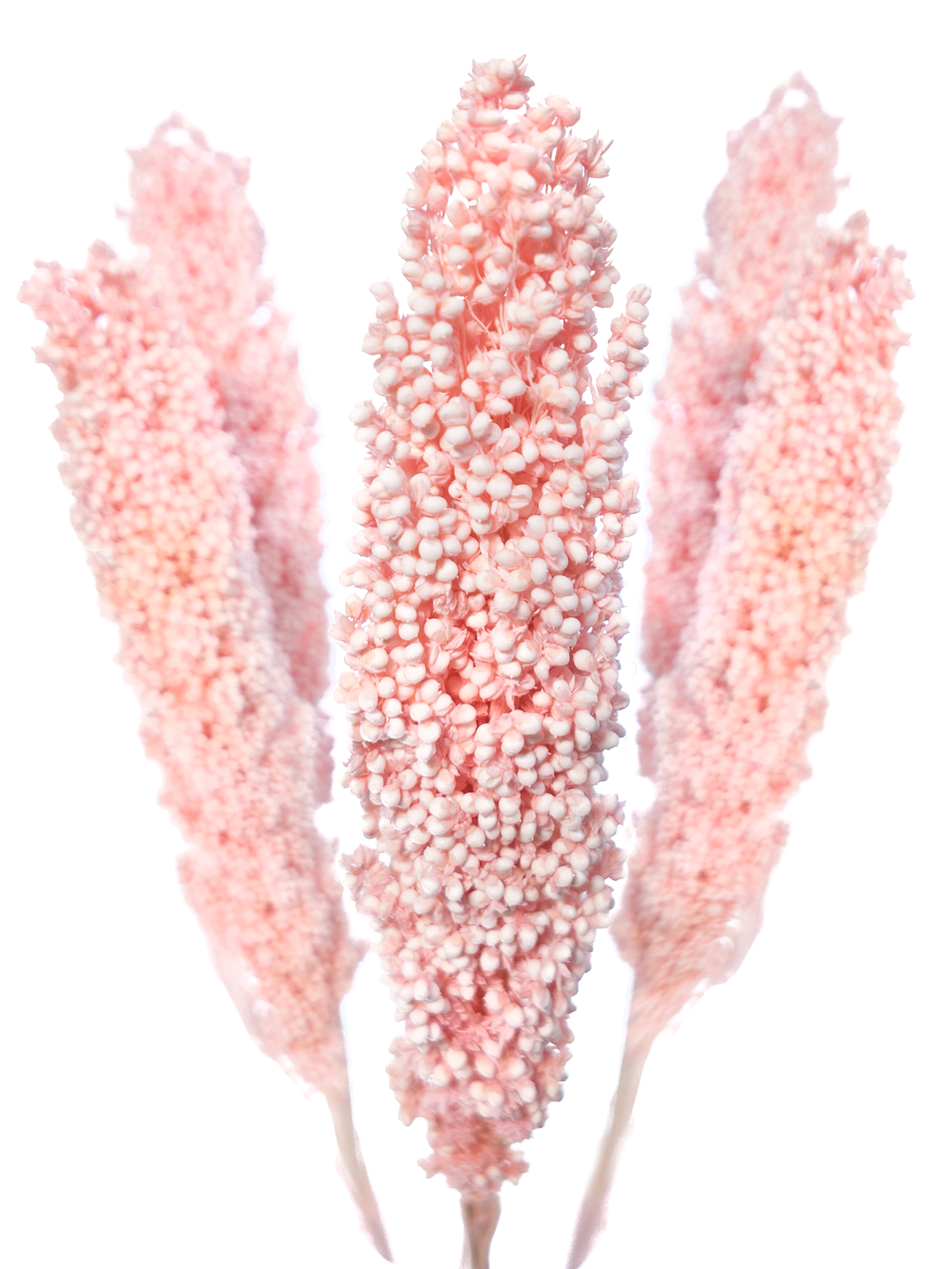 blumigo-trockenblumen-sorghumhirse-trockengras-rosa image 1