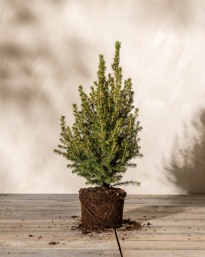 feey-amsterdam-zuckerhutfichte-picea-glauca-ohne-topf-zum-eingraben-winterhart image 3