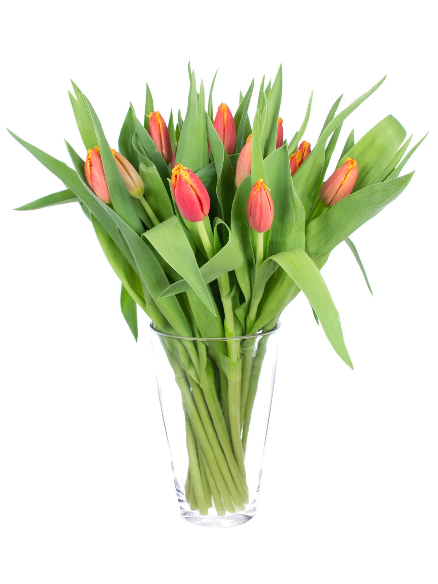 blumigo-tulpen-fabio-gefranste-tulpe-rot-gelb image 2