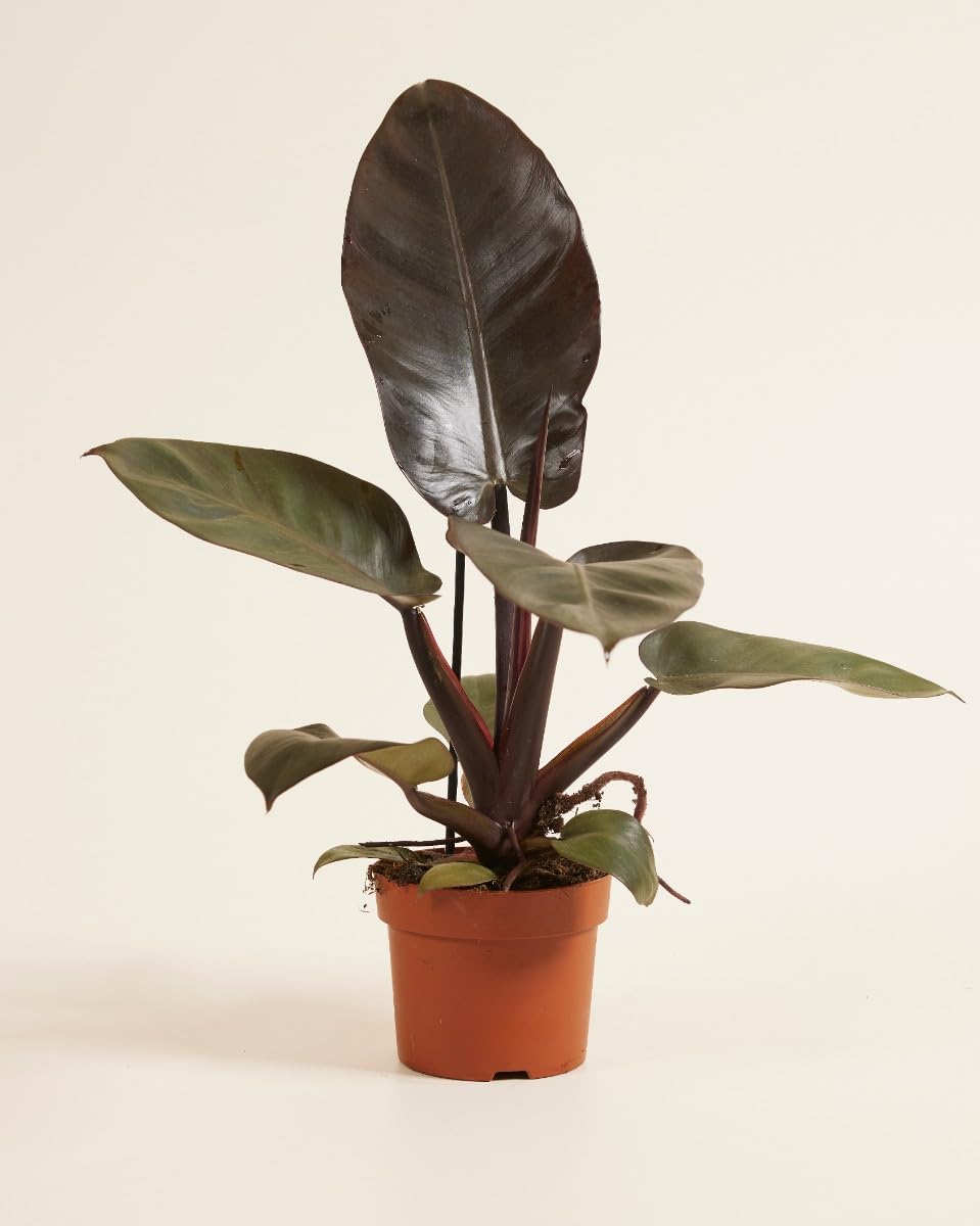 plnts-rareplnts-philodendron-black-cardinal-zimmerpflanze-20-cm-dunkel image 2