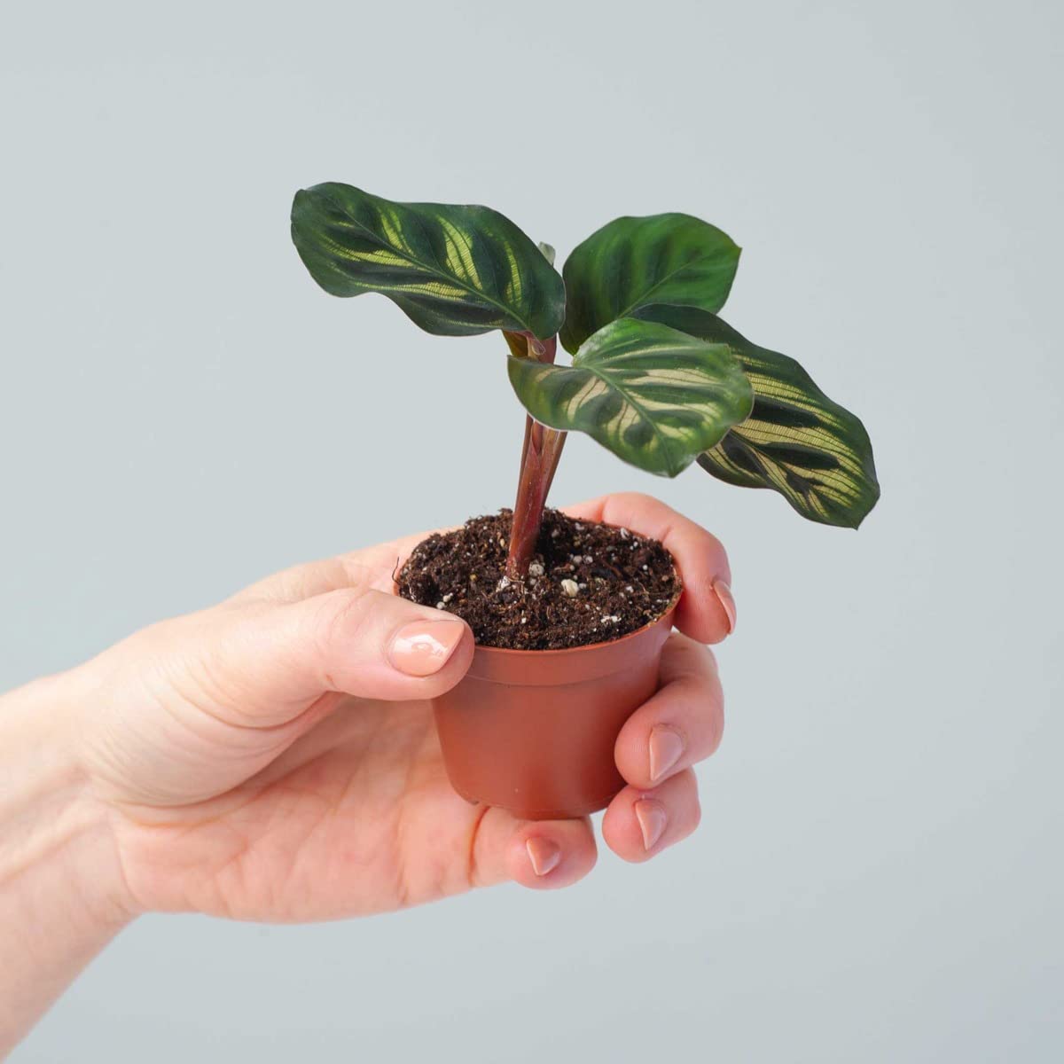 plnts-babyplnts-baby-calathea-makoyana-mini-10cm-haustierfreundlich image 7