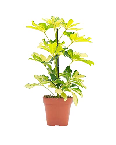 plnts-schefflera-melanie-fingeraralie-zimmerpflanze-13cm image 7
