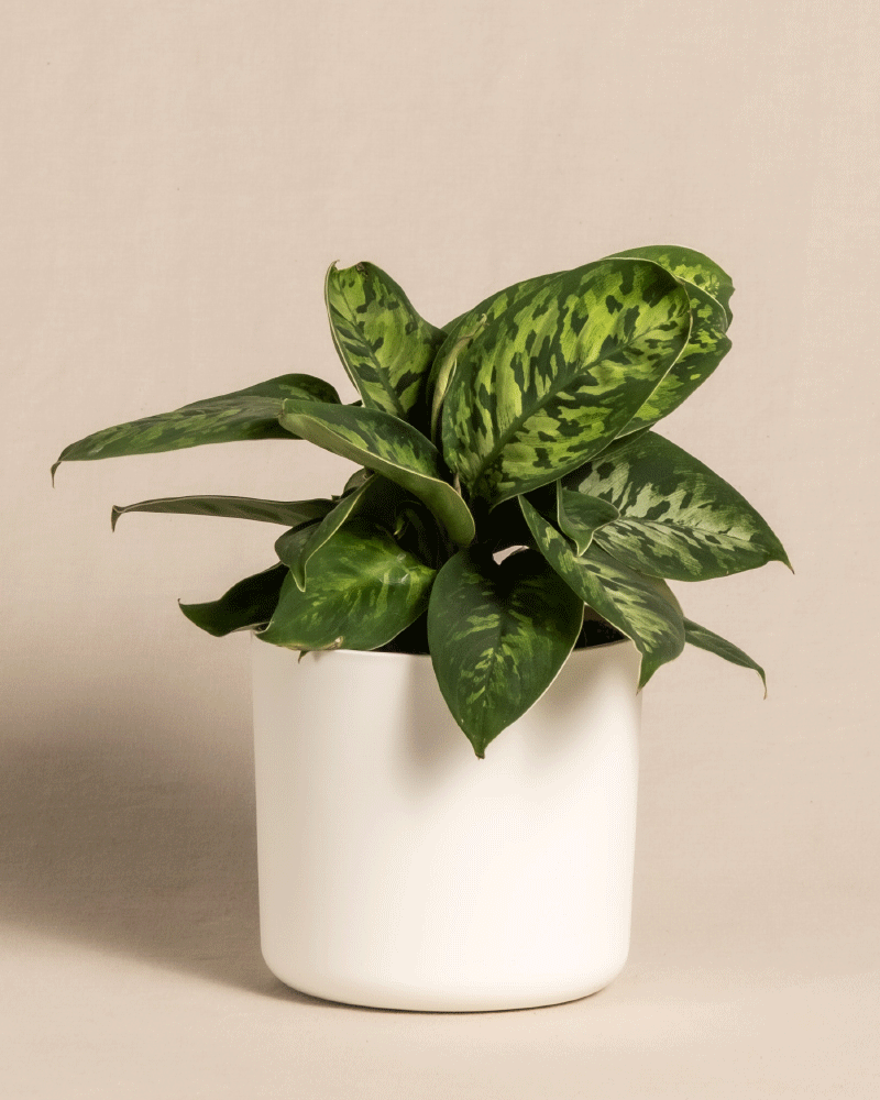 feey-variado-homalomena-camouflage-zimmerpflanze-ohne-bertopf image 7