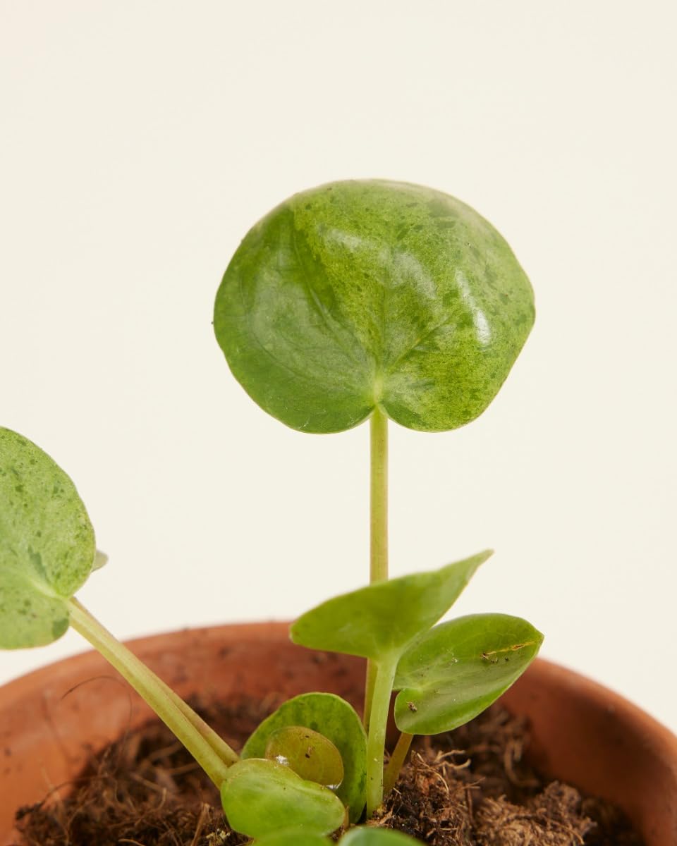 plnts-babyplnts-pilea-peperomioides-mojito-zimmerpflanze-15cm image 3