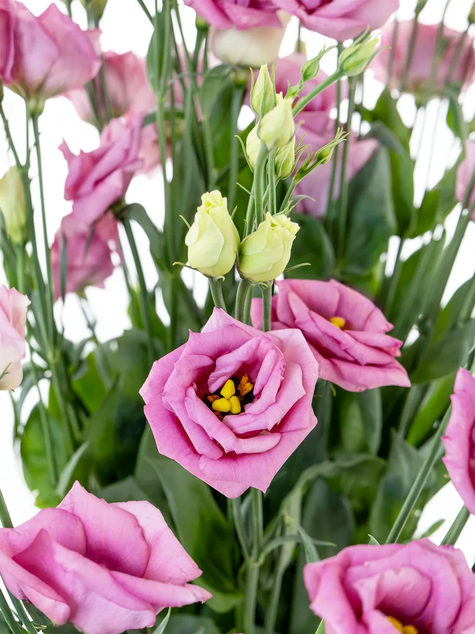 blumigo-rosen-lisianthus-eustoma-rosita-rose-alt-rosa image 1