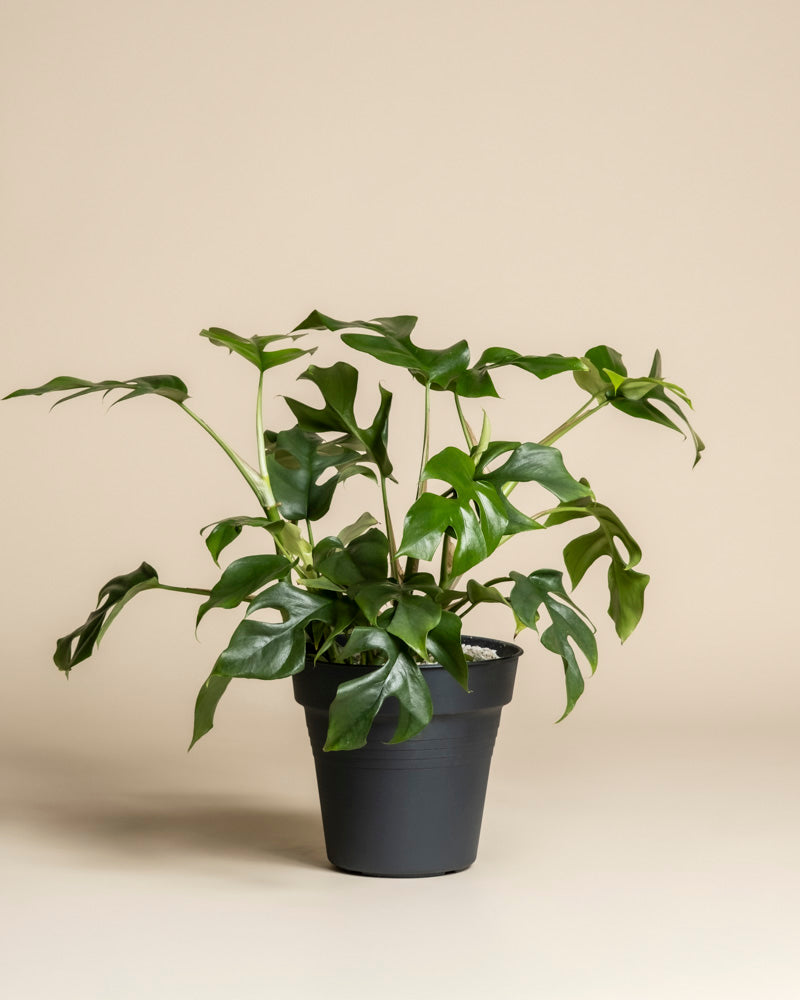 feey-variado-monstera-minima-zimmerpflanze-ohne-bertopf image 3