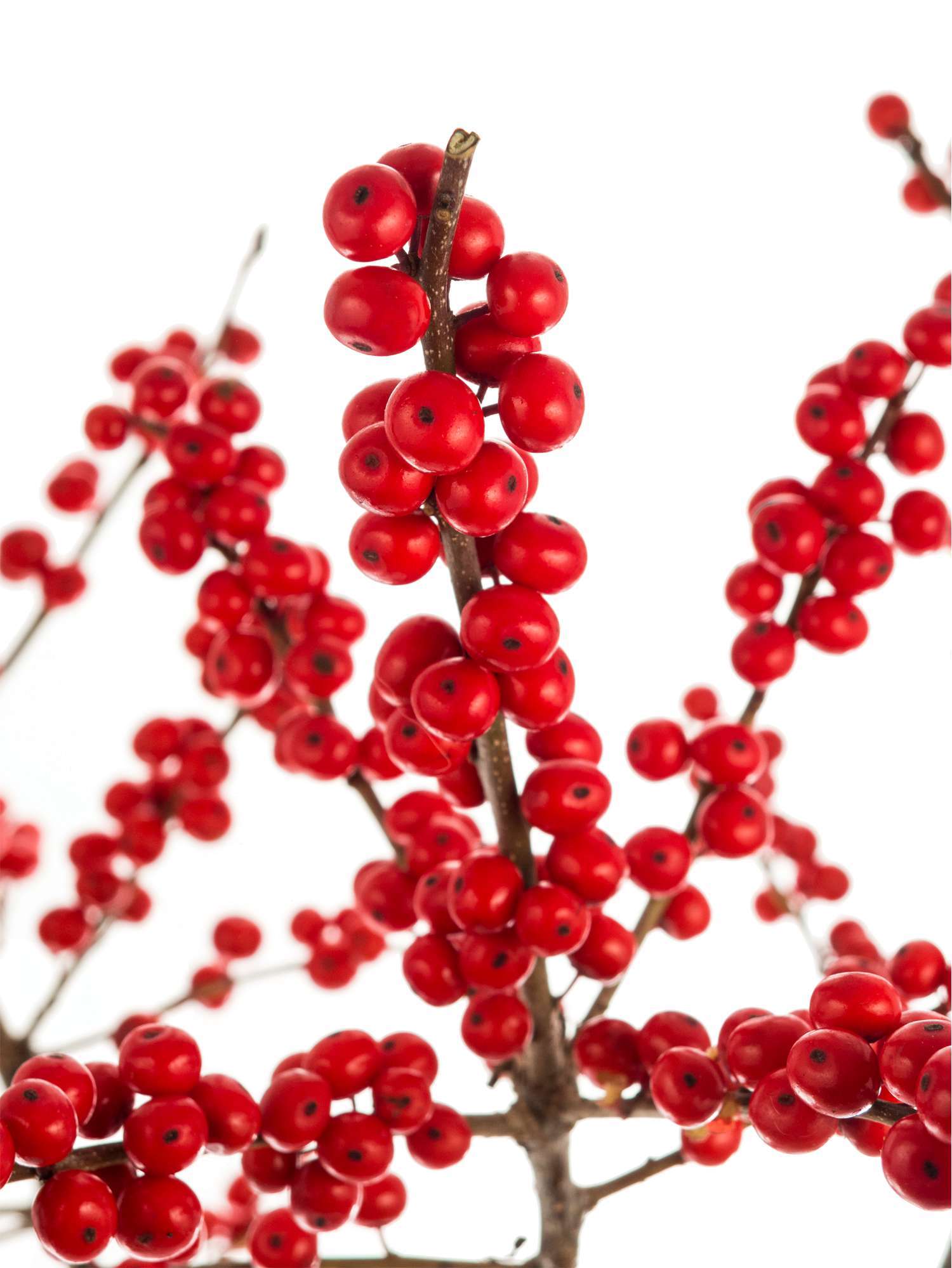 blumigo-ilex-zweige-rot-mit-beeren-stechpalme image 5
