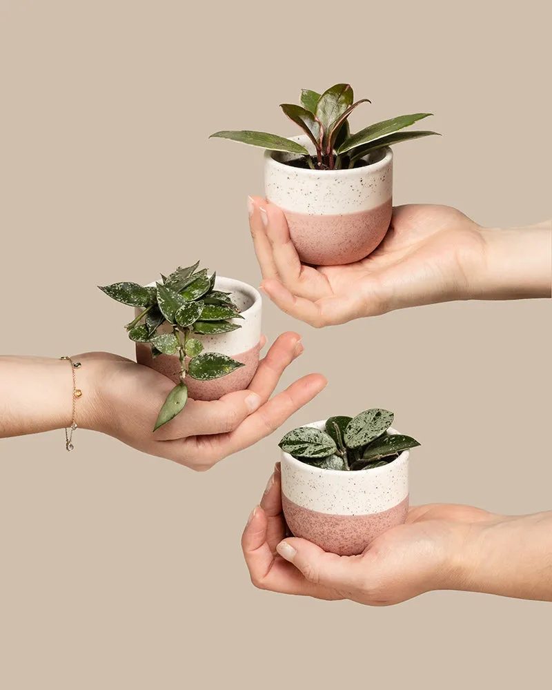 feey-variado-babypflanzen-trio-hoya-wachsblume-3er-set image 1