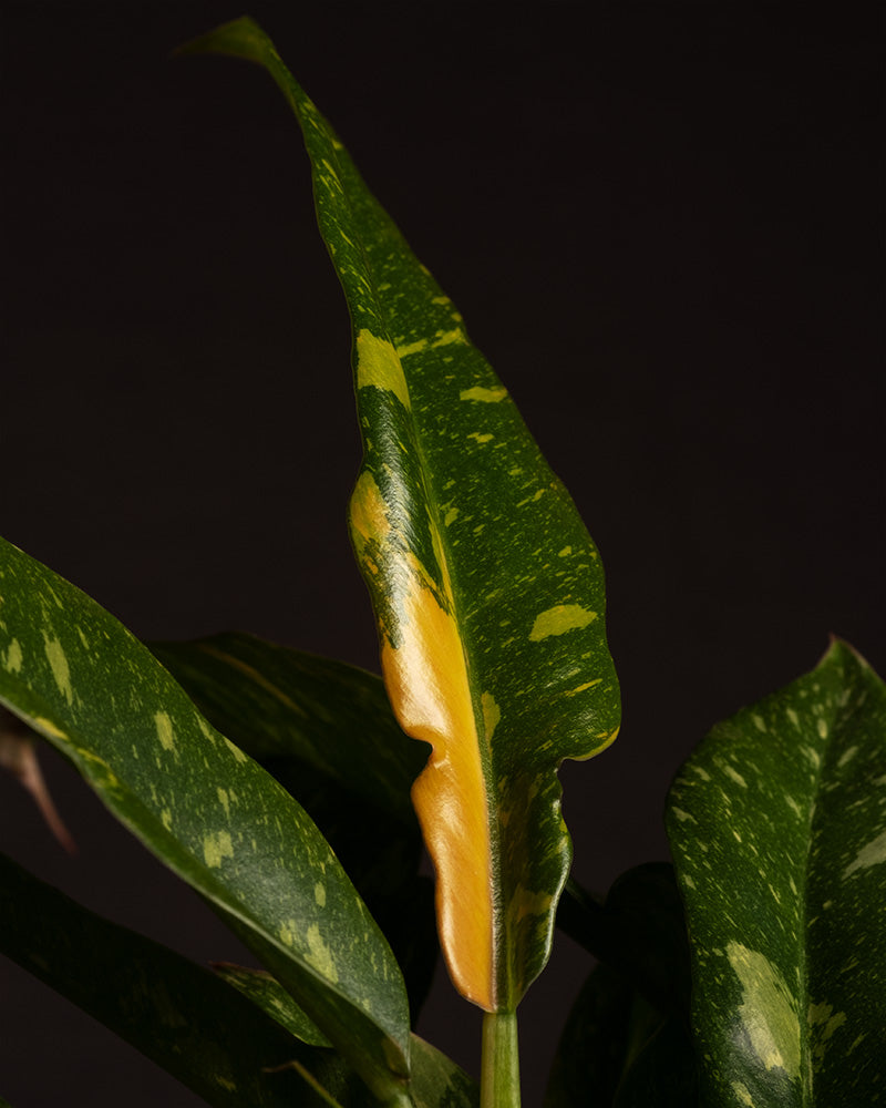 feey-variado-philodendron-ring-of-fire-20-30-cm-rarit-t image 5