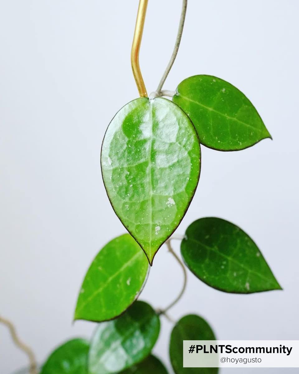 plnts-babyplnts-hoya-parasitica-babypflanze-10-cm-wachsblume image 4