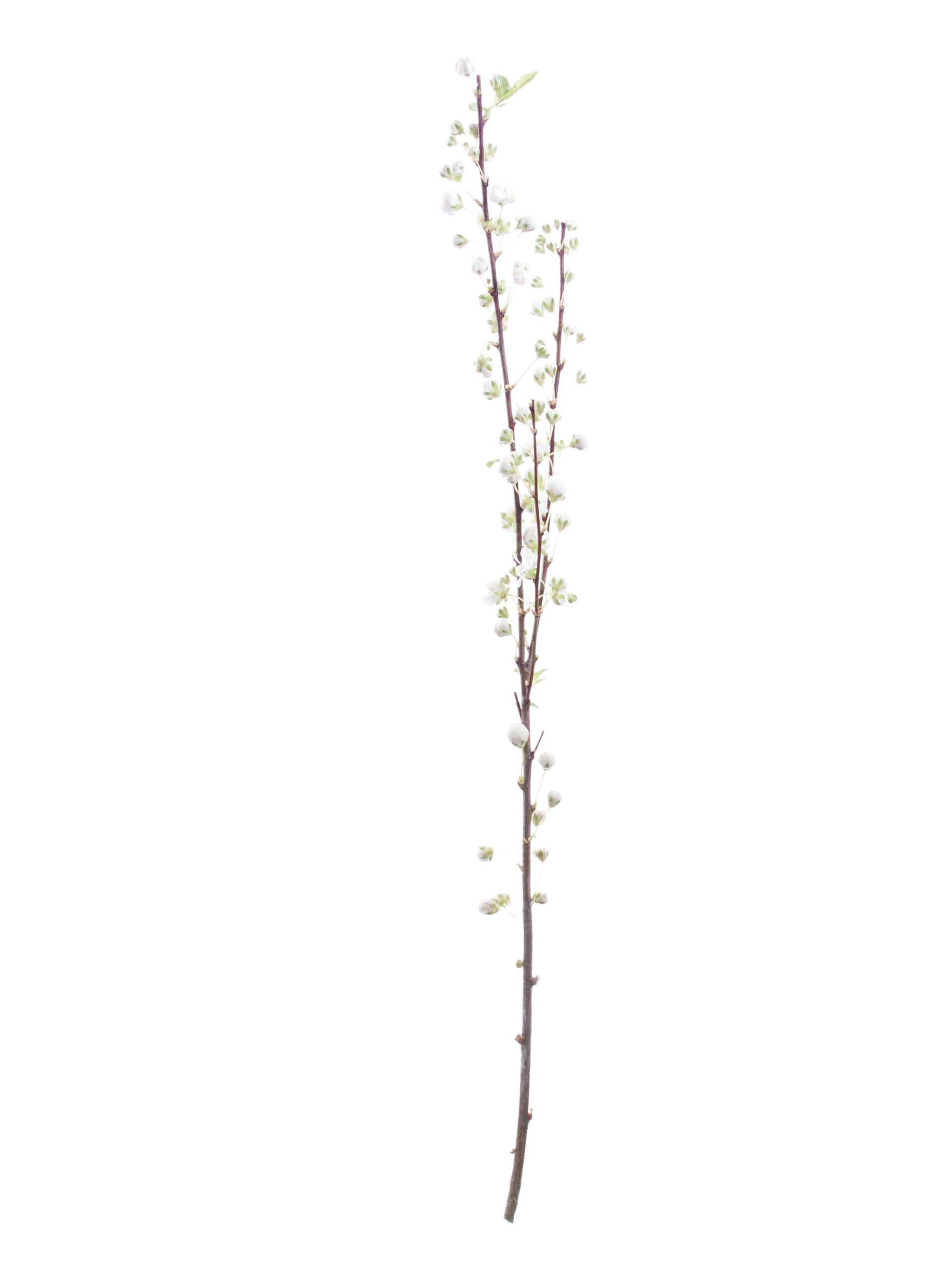 blumigo-glandulosa-mandelkirsche-zweig-wei-1-stiel image 7