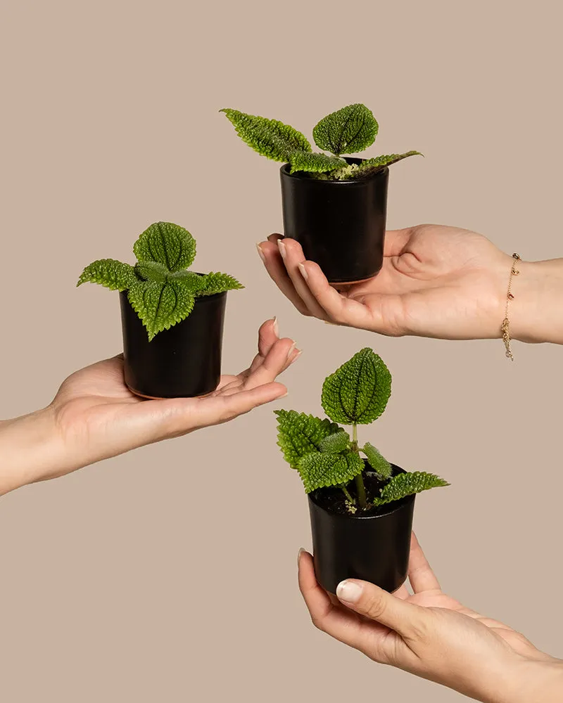 feey-variado-pilea-moon-valley-trio-babypflanze-ohne-bertopf image 1