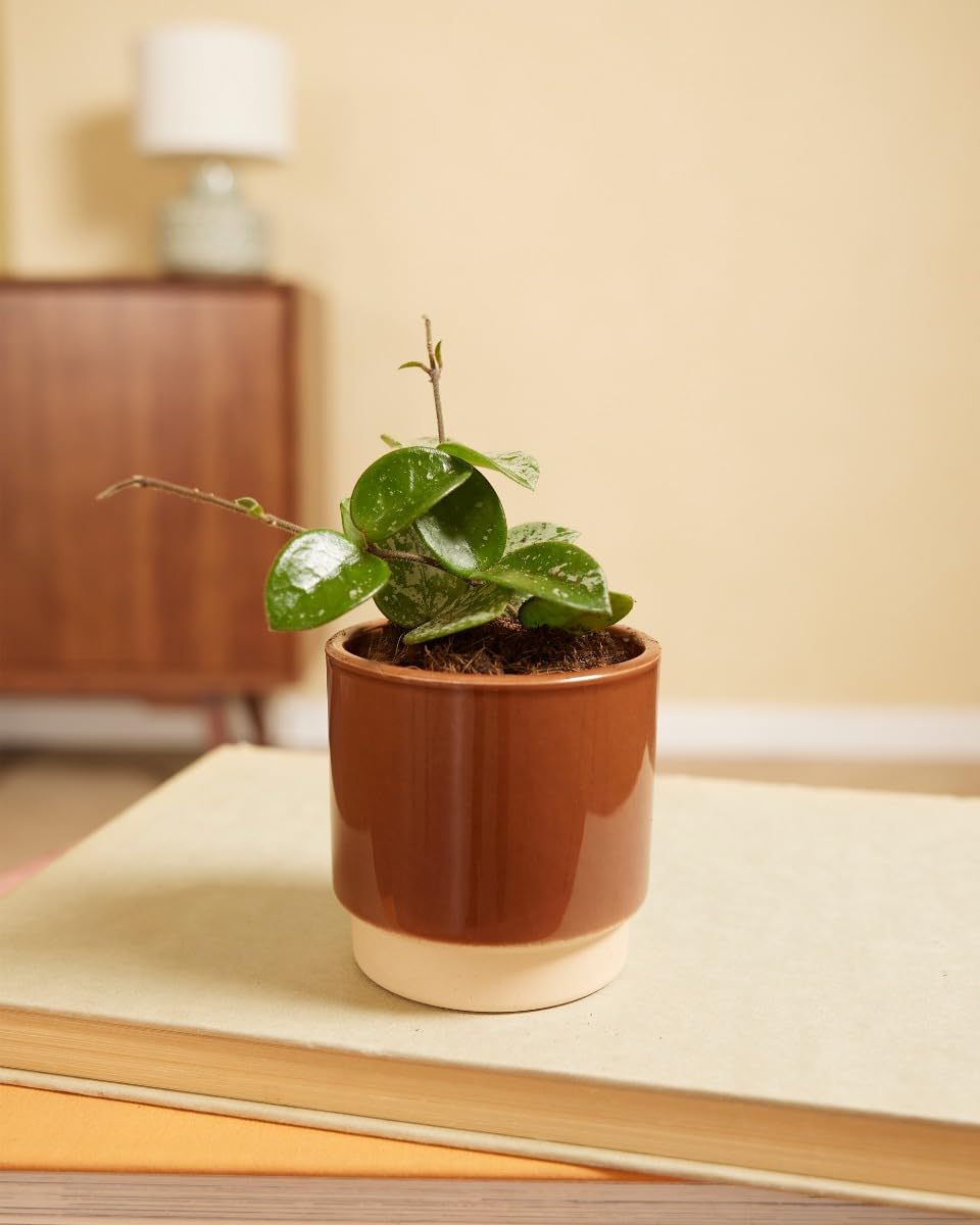 plnts-babyplnts-hoya-mathilde-zimmerpflanze-6cm-topf-wachsblume image 6