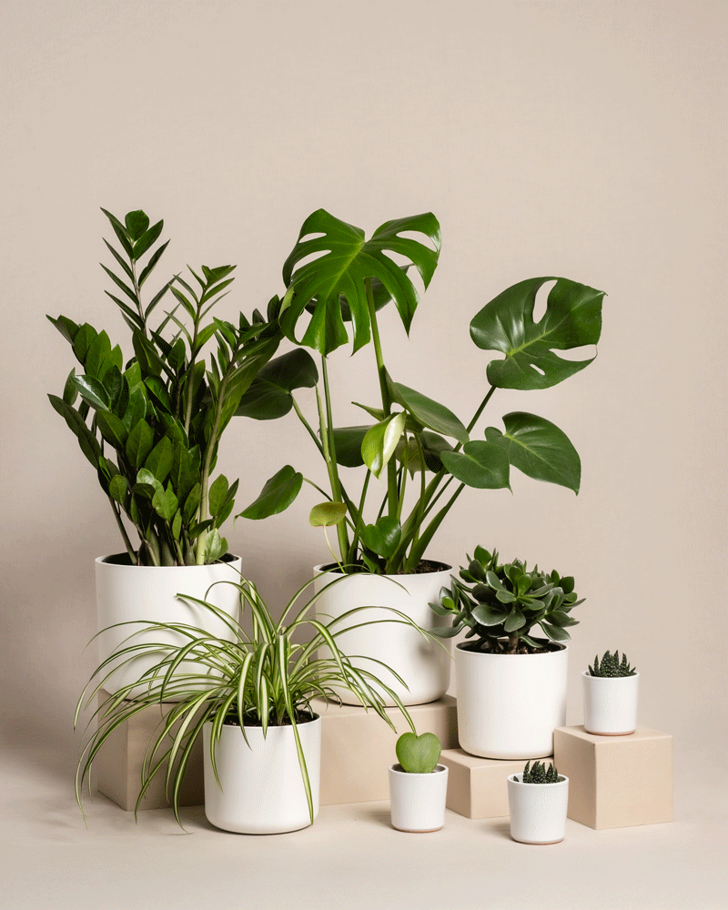 feey-variado-homeoffice-pflanzen-set-7-zimmerpflanzen image 7
