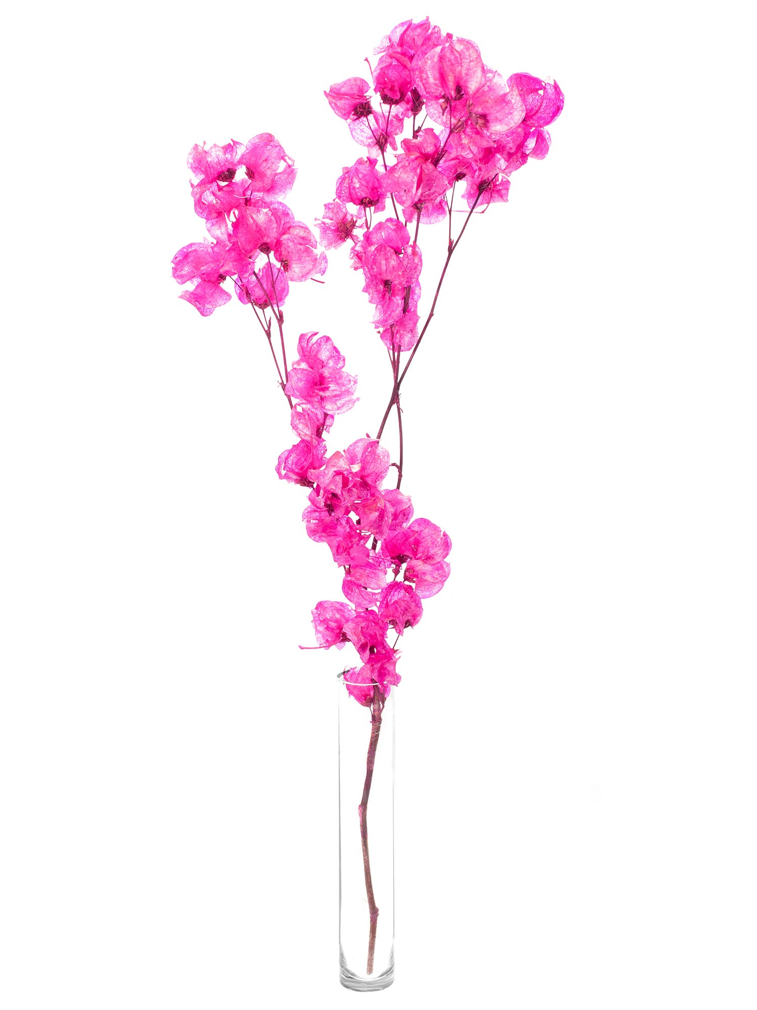 blumigo-bougainvillea-drillingsblume-trockenblumen-pink image 3